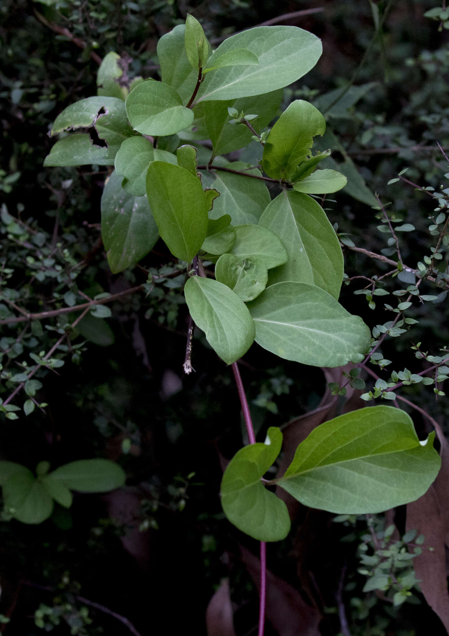 Слика од Lonicera japonica var. japonica