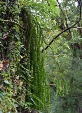 Image of Phlegmariurus salvinioides (Herter) Ching