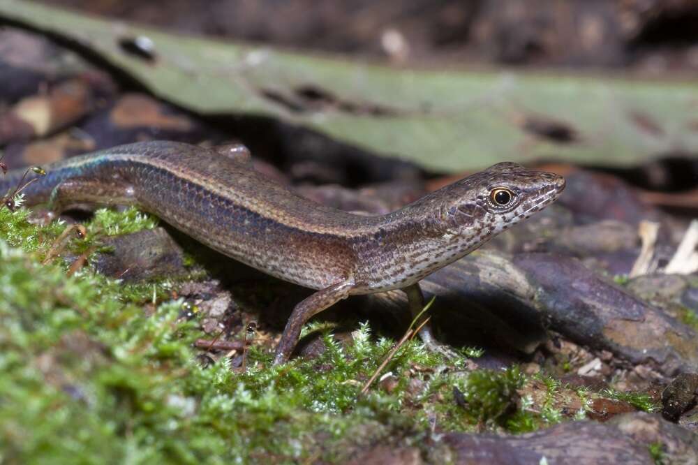 صورة Saproscincus basiliscus (Ingram & Rawlinson 1981)