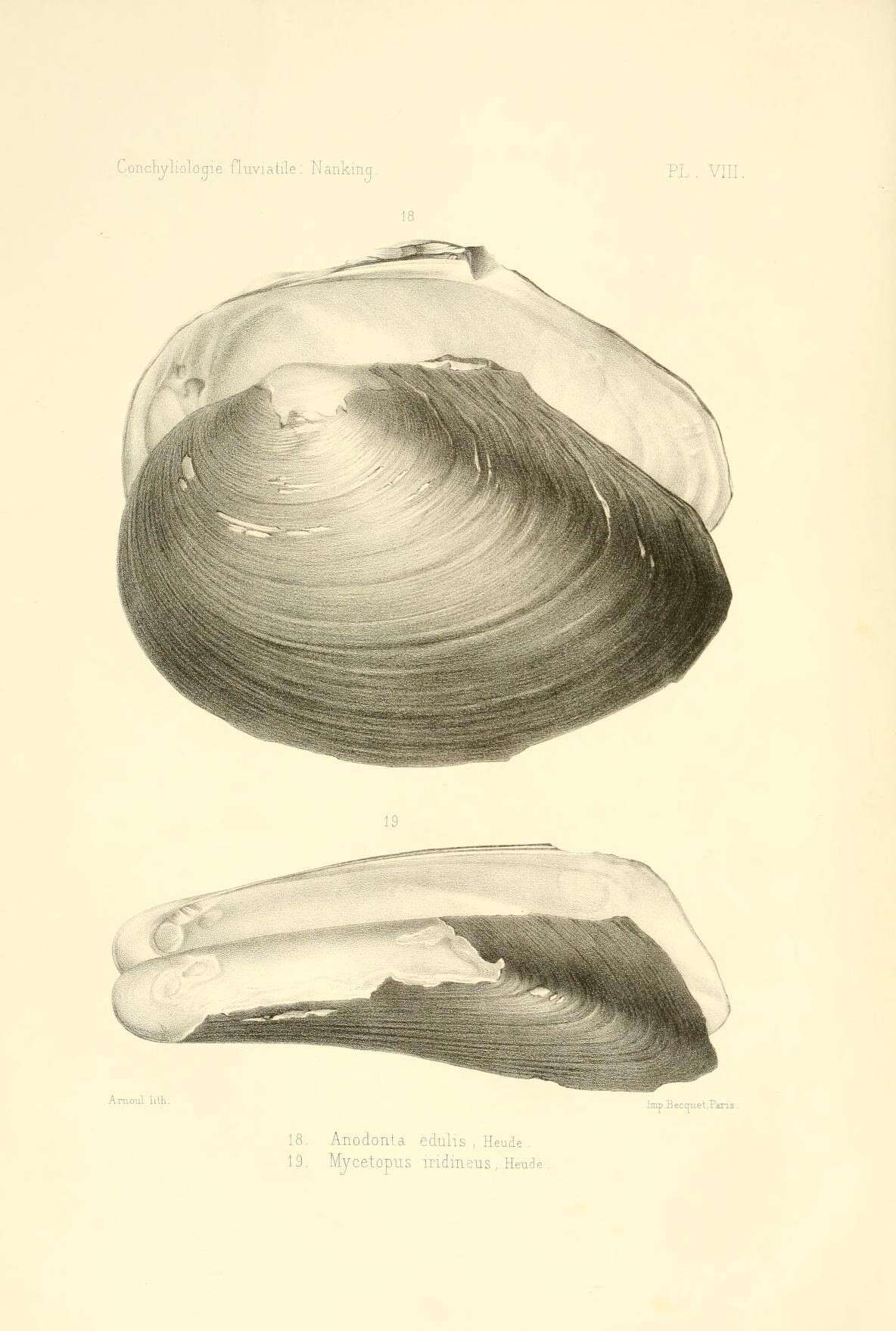 Image of Sinanodonta Modell 1945