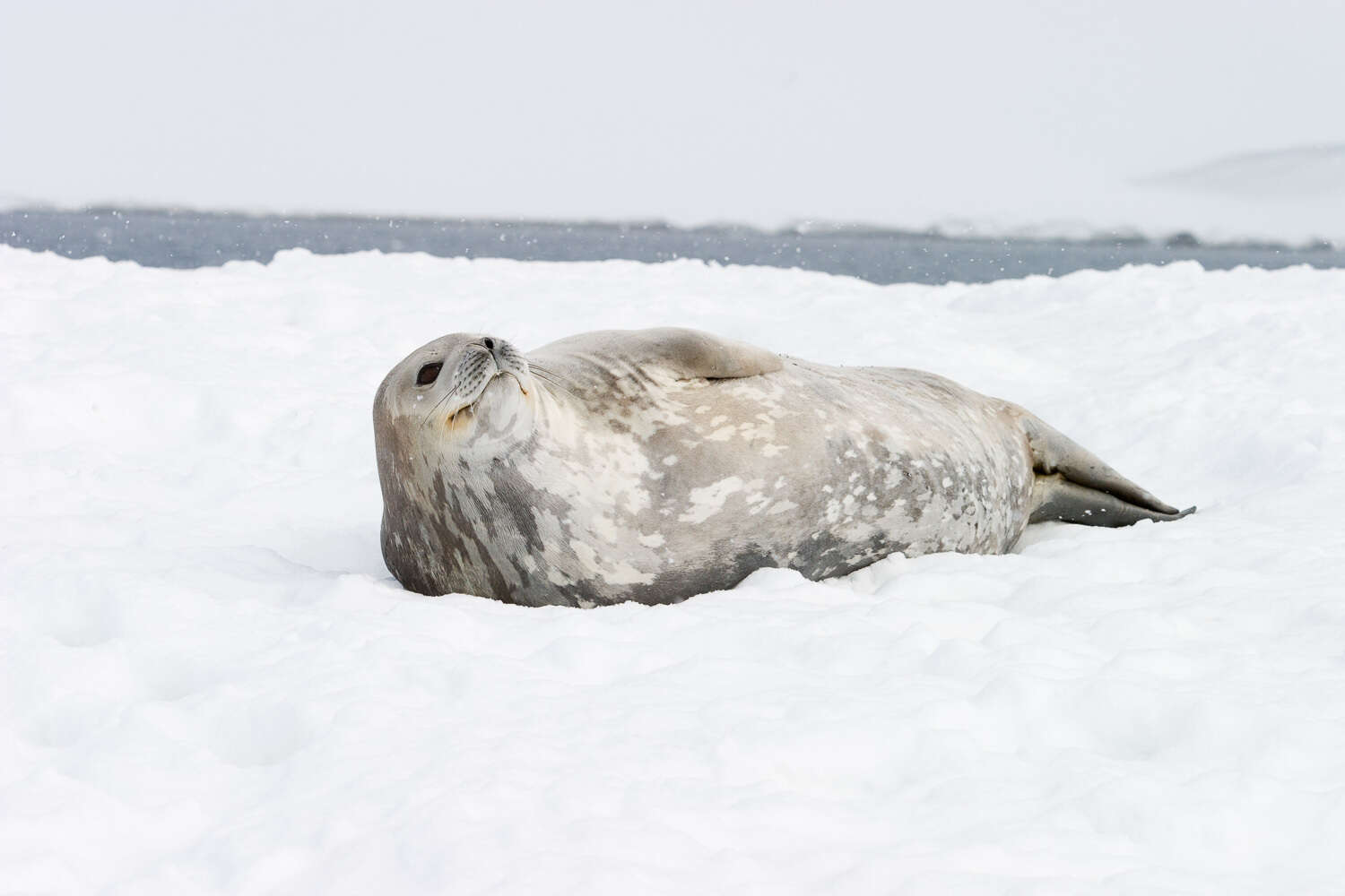 Image of Weddell seal