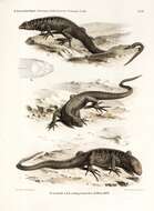 Слика од Microlophus grayii (Bell 1843)