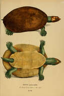 Image of Red-headed Amazon River Turtle