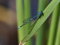 Imagem de Coenagrion puella (Linnaeus 1758)