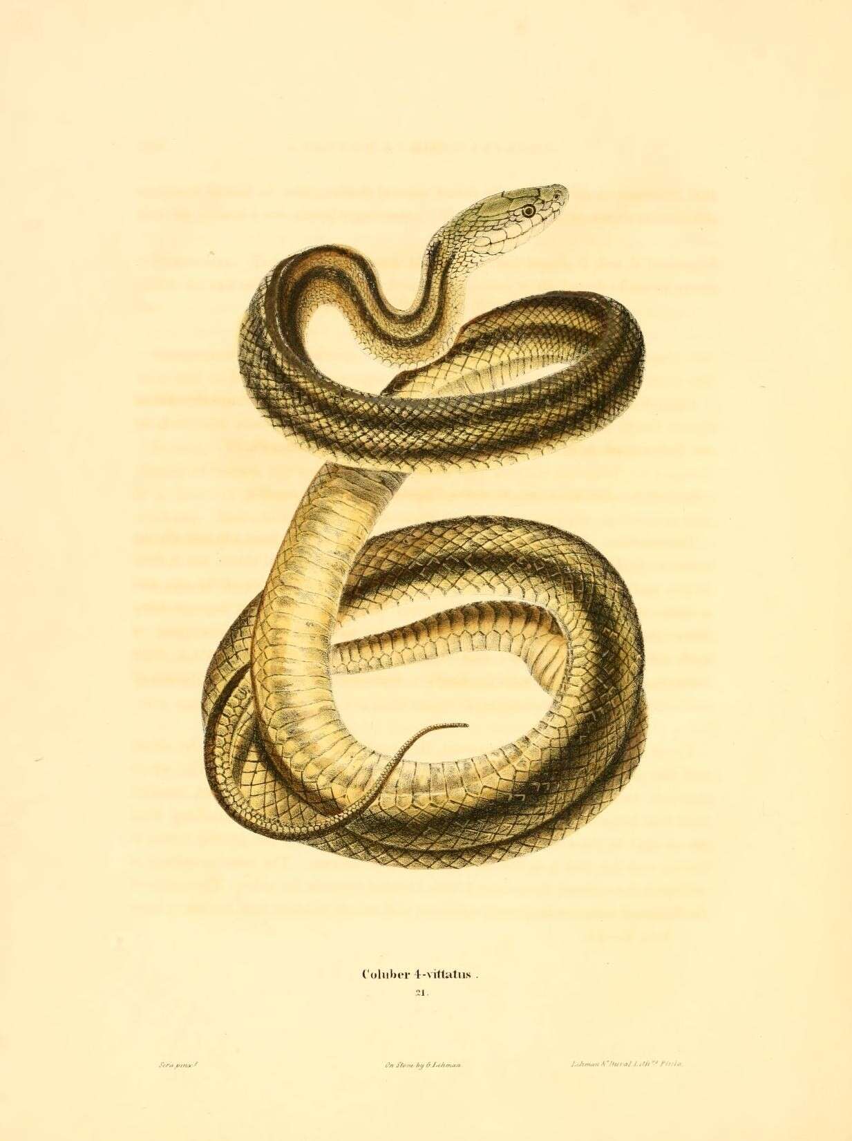 Image of black rat snake