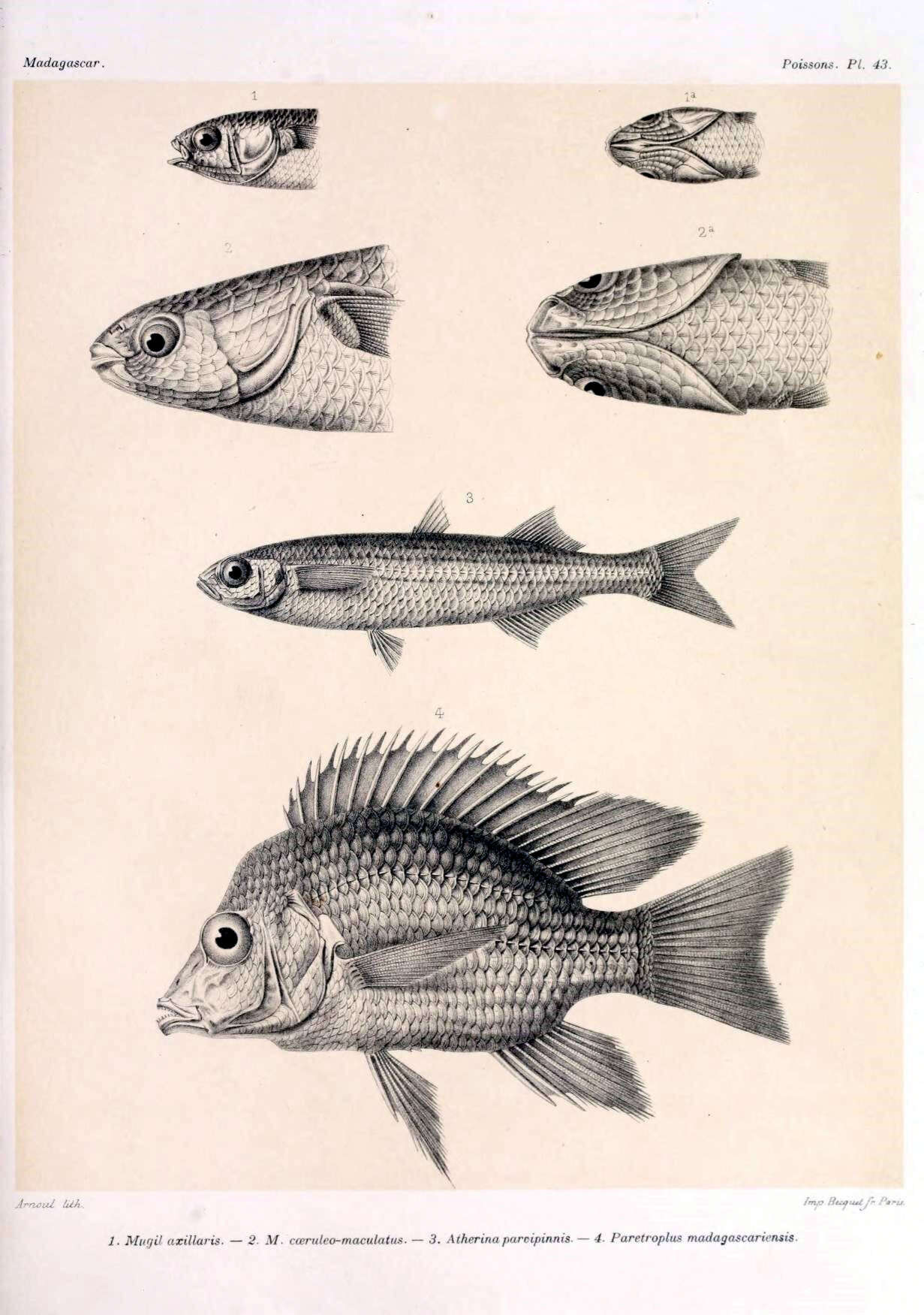 Image of Ptychochromis grandidieri Sauvage 1882