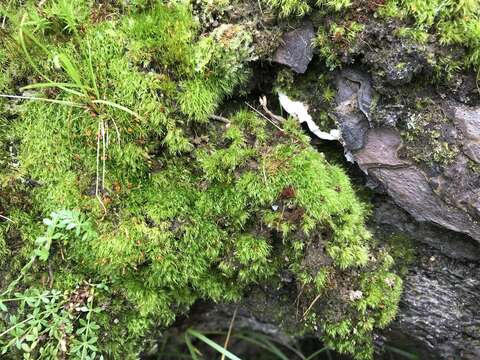 Image of Silky Forklet Moss