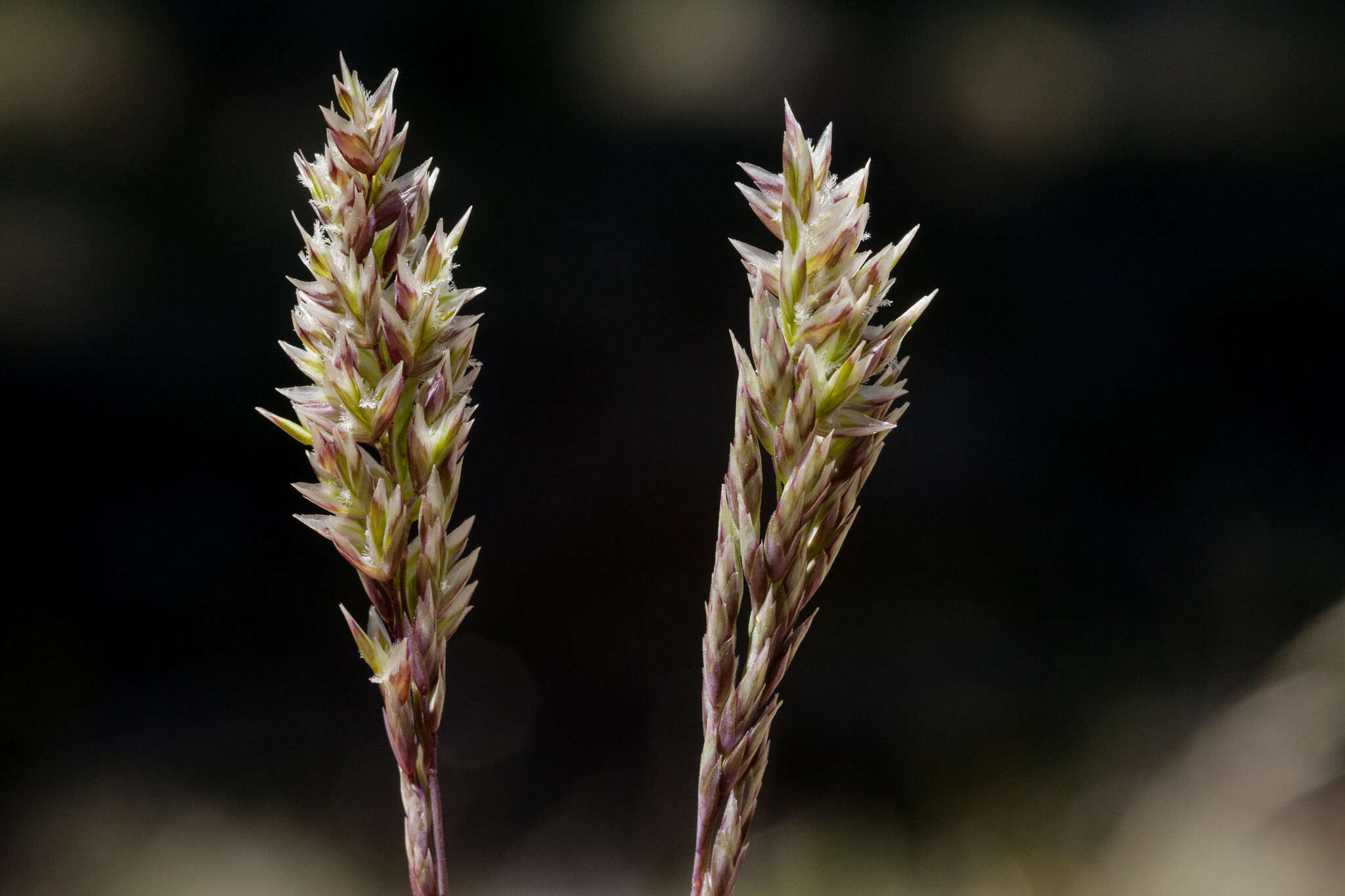 Plancia ëd Poa fendleriana (Steud.) Vasey