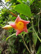 Image of Mandevilla urophylla (Hook. fil.) R. E. Woodson