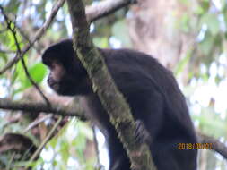 Image of Black Capuchin