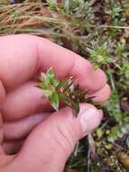 Image of Pimelea pseudolyallii Allan