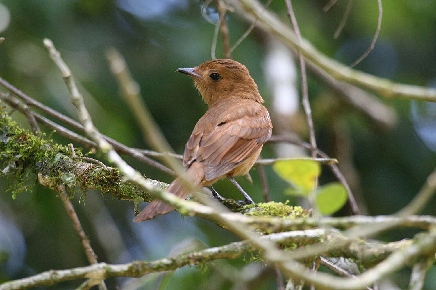 Plancia ëd Rhytipterna holerythra (Sclater, PL & Salvin 1860)