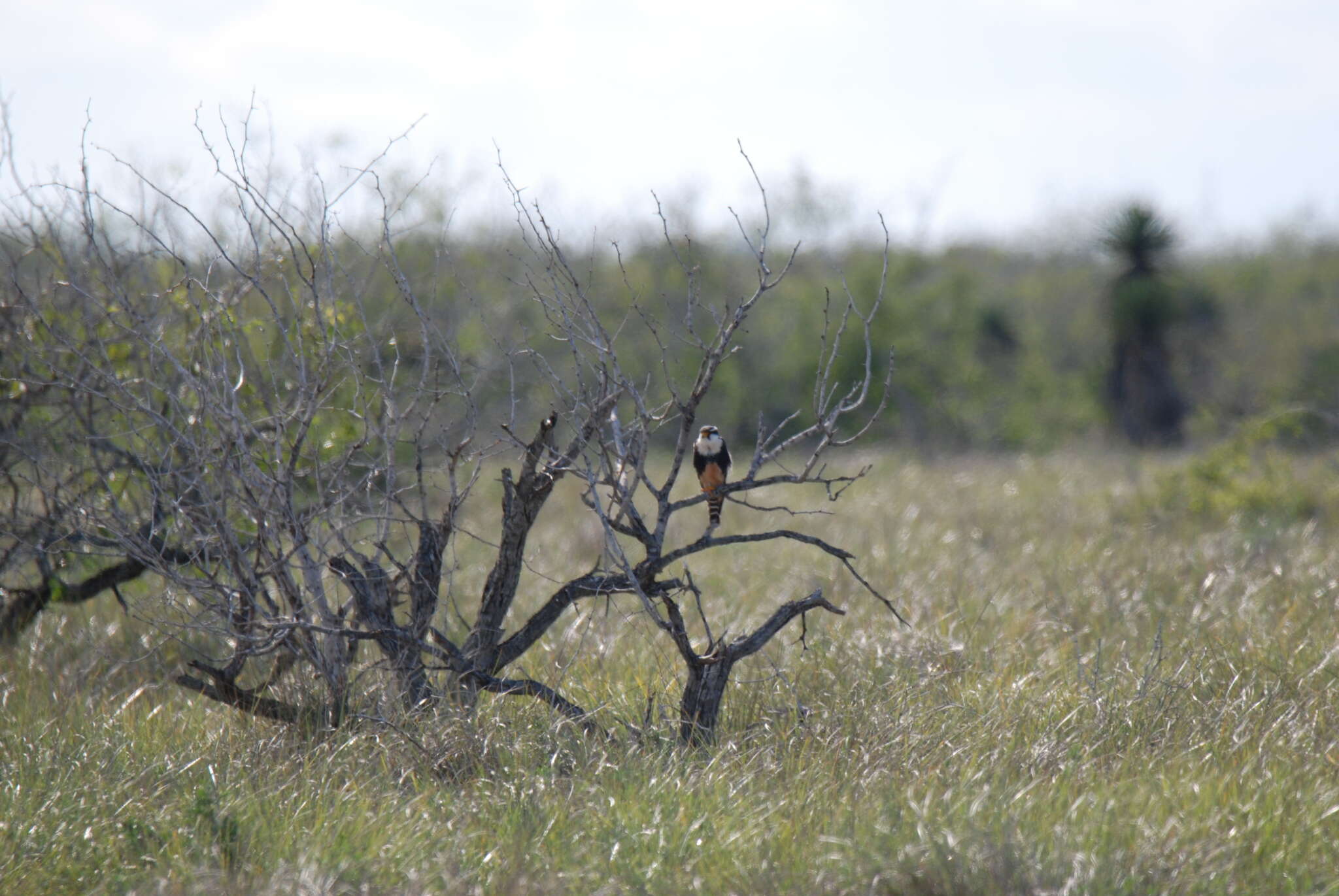 Image of Northern Aplomado Falcon