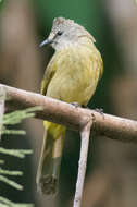 Image of Flavescent Bulbul