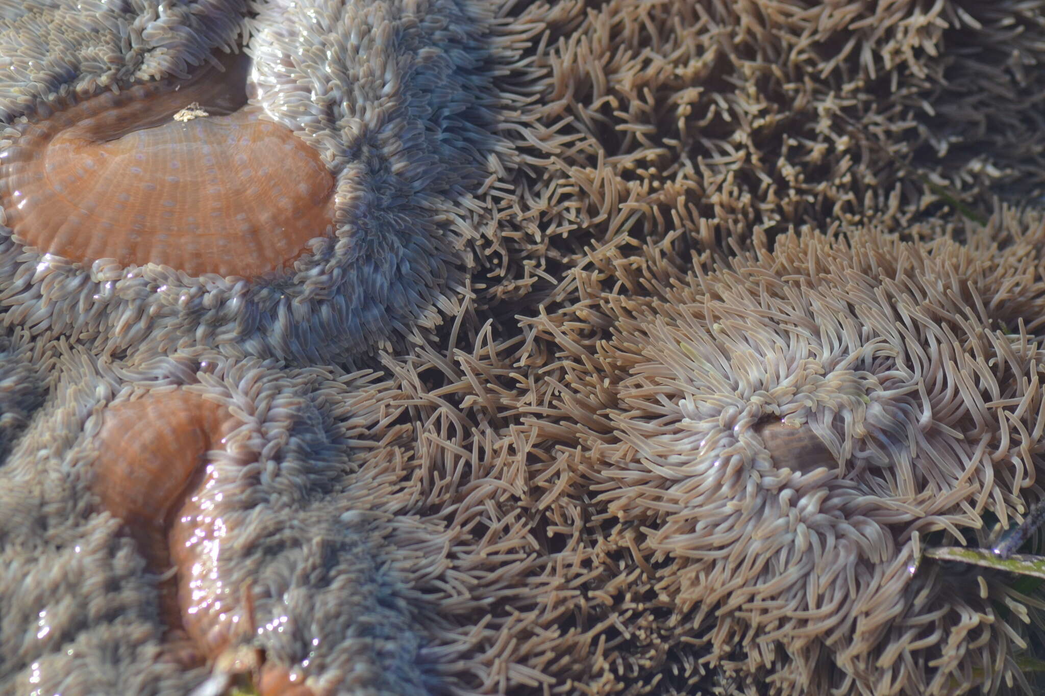 Image of Gigantic sea anemone