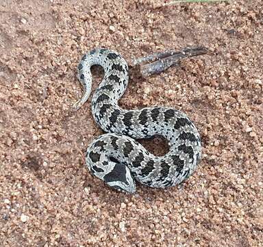 Image of Snouted Night Adder