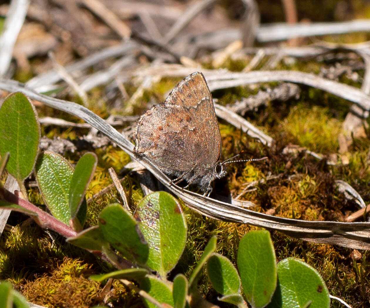 صورة Callophrys polios (Cook & Watson 1907)