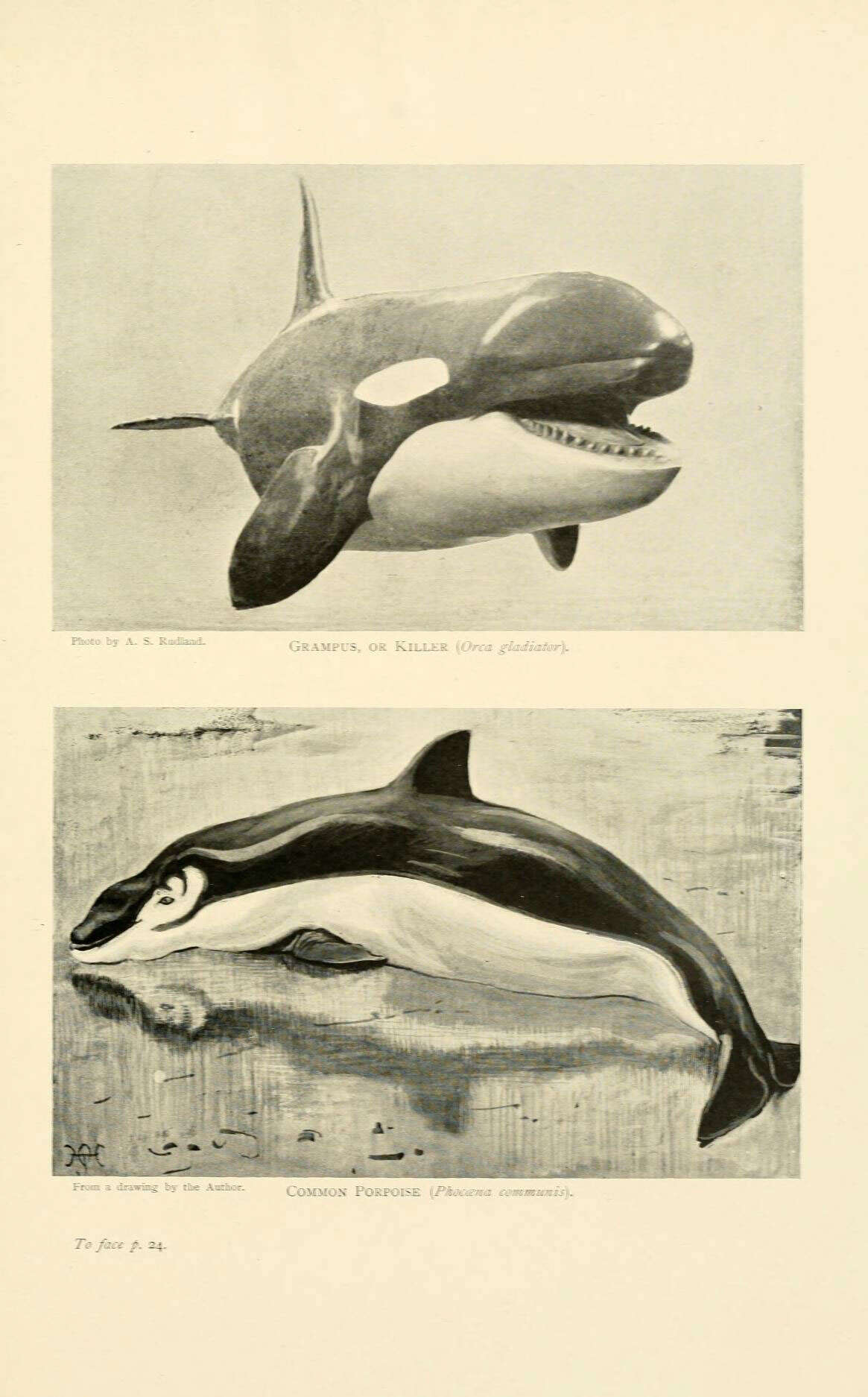 Image of Common porpoises