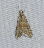 Image of Moth