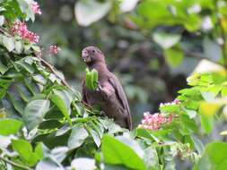 Image de Perroquet des Seychelles