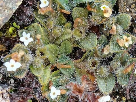 Image of Myosotis antarctica Hook. fil.