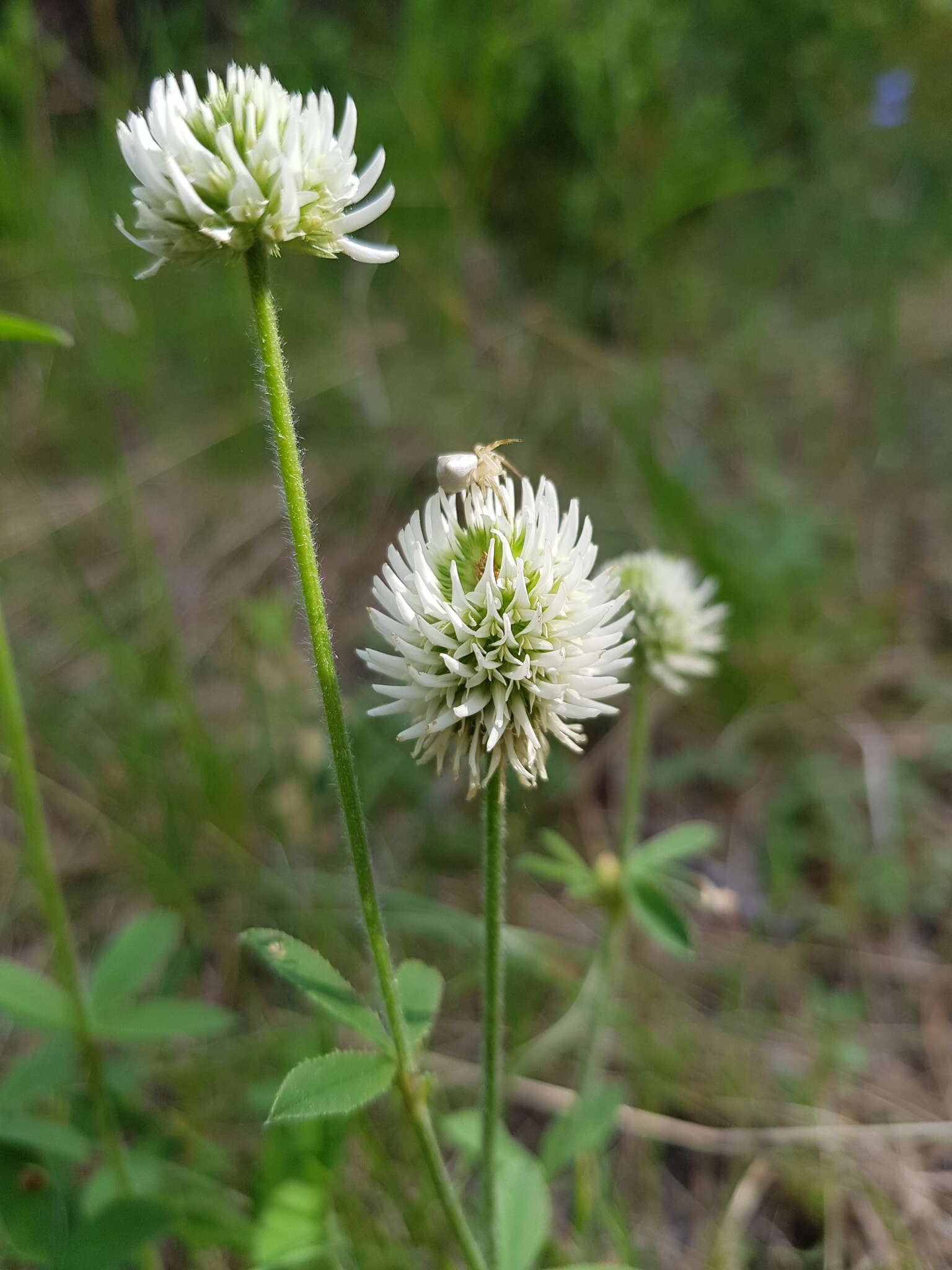 صورة Trifolium montanum subsp. montanum