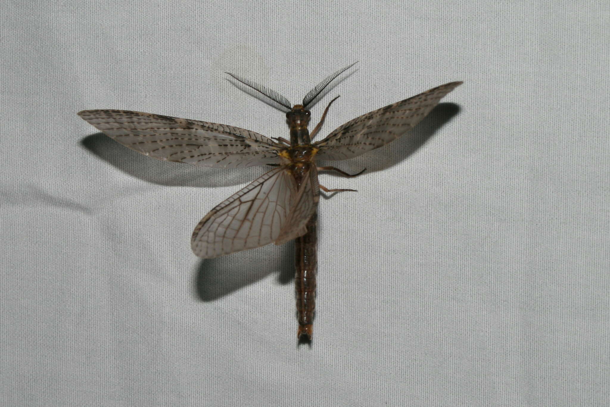 Sivun Chauliodes pectinicornis (Linnaeus 1763) kuva