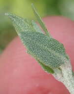 Image of Baconbush