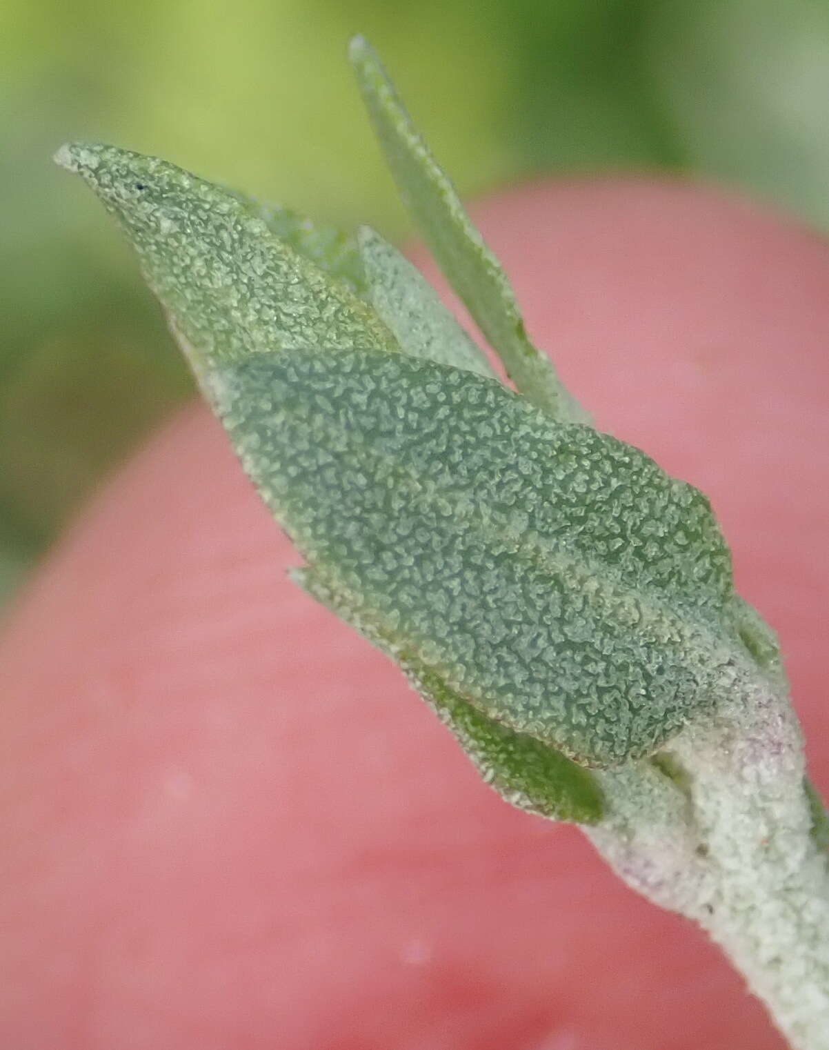 Image of Baconbush