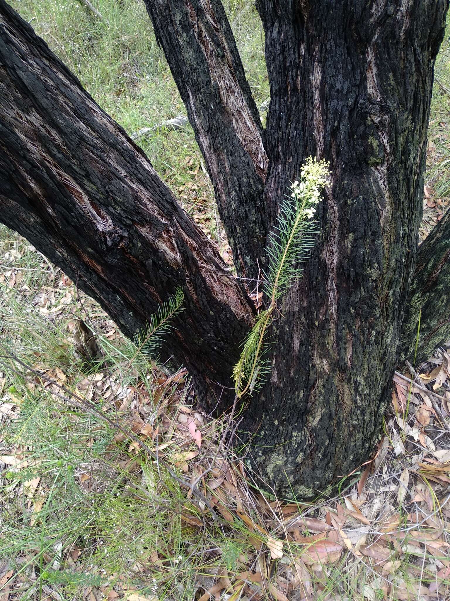 Imagem de Acacia linifolia (Vent.) Willd.