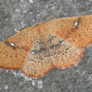 Cyclophora ariadne Reisser 1939 resmi