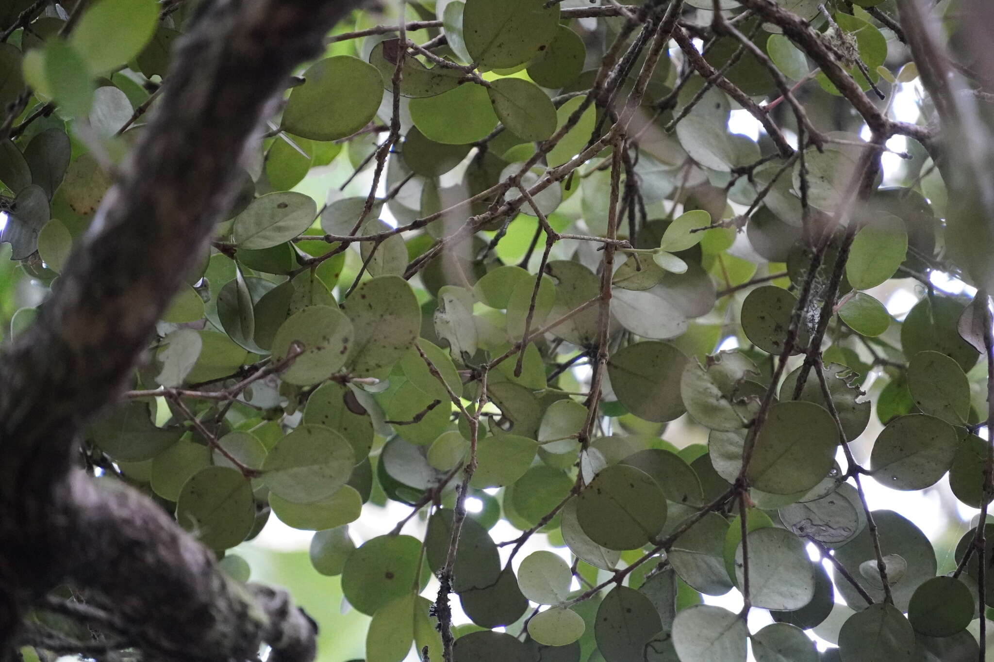 Imagem de Eugenia buxifolia Lam.