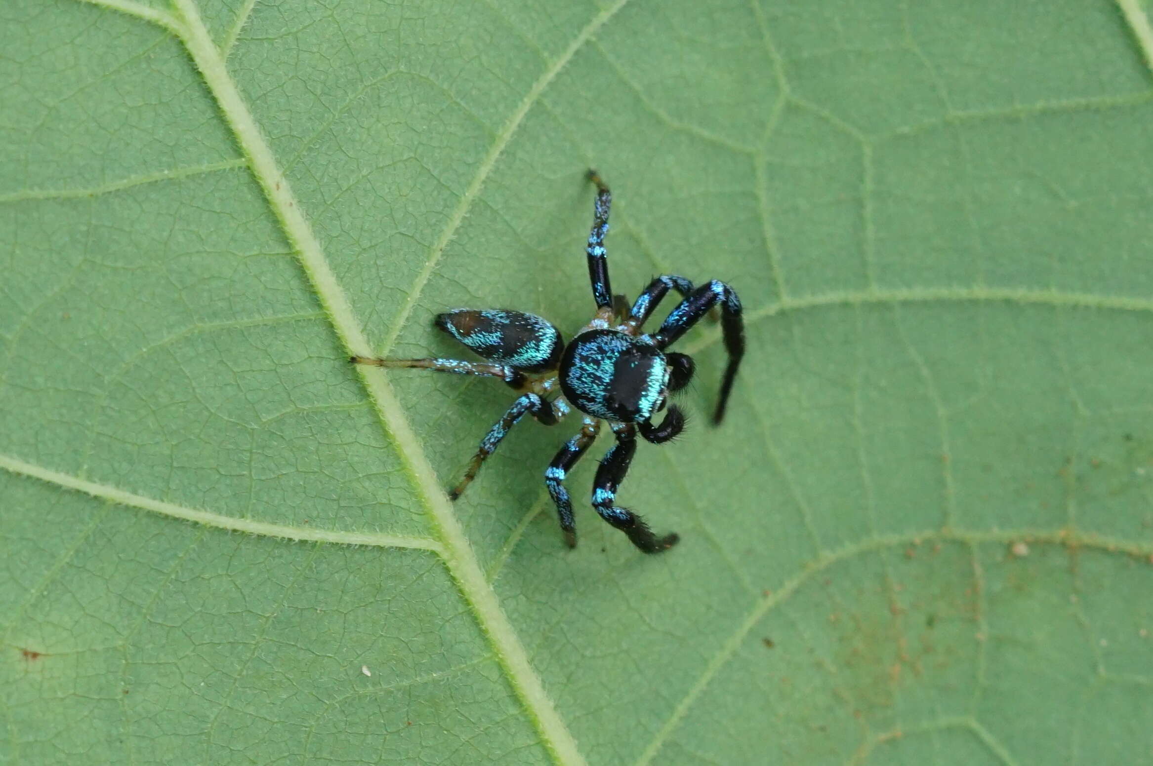 Image of Thiania bhamoensis Thorell 1887