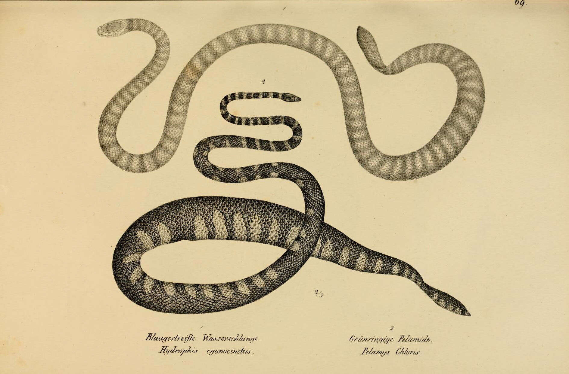 Image of Annulated Sea Snake