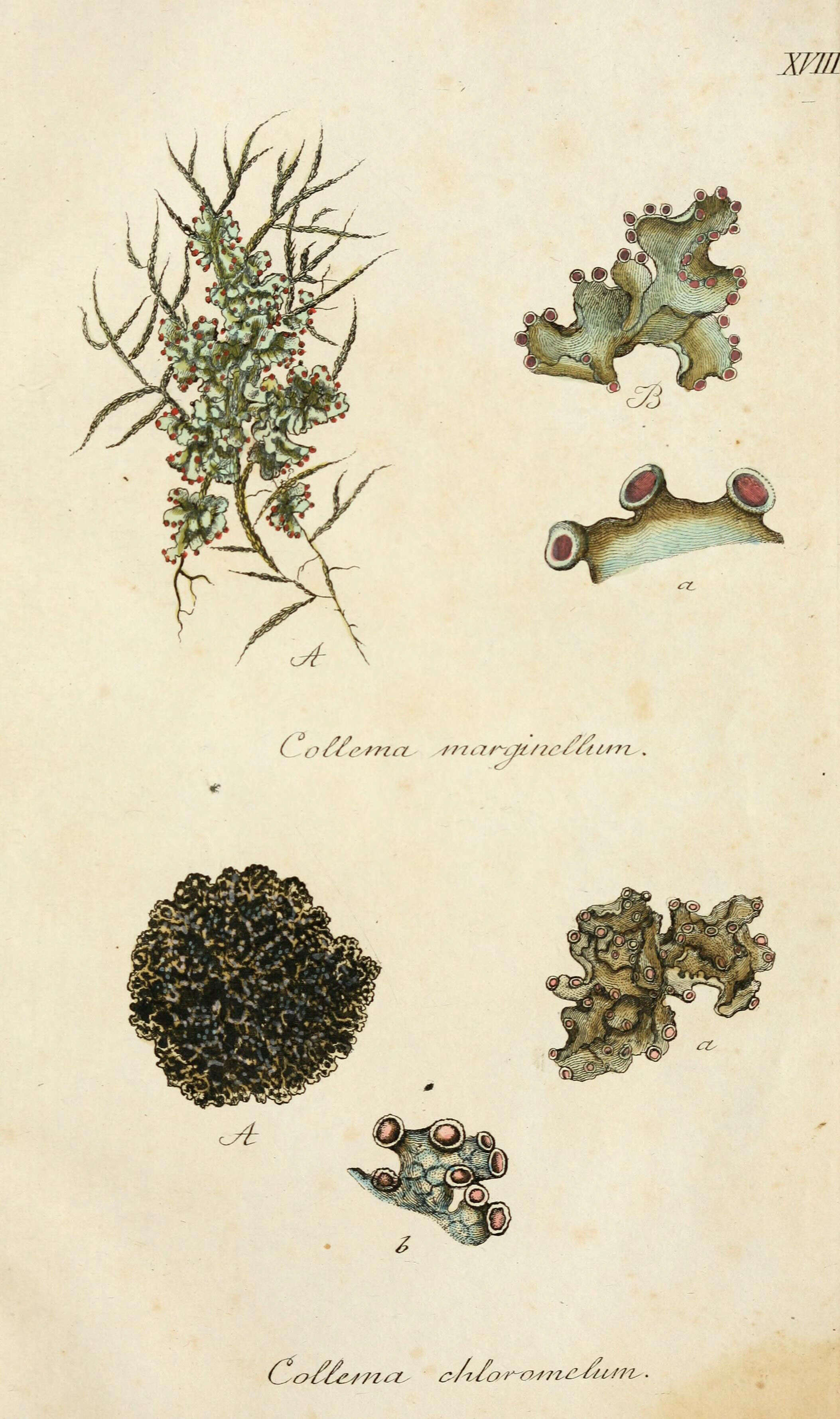 Image of Jelly lichens