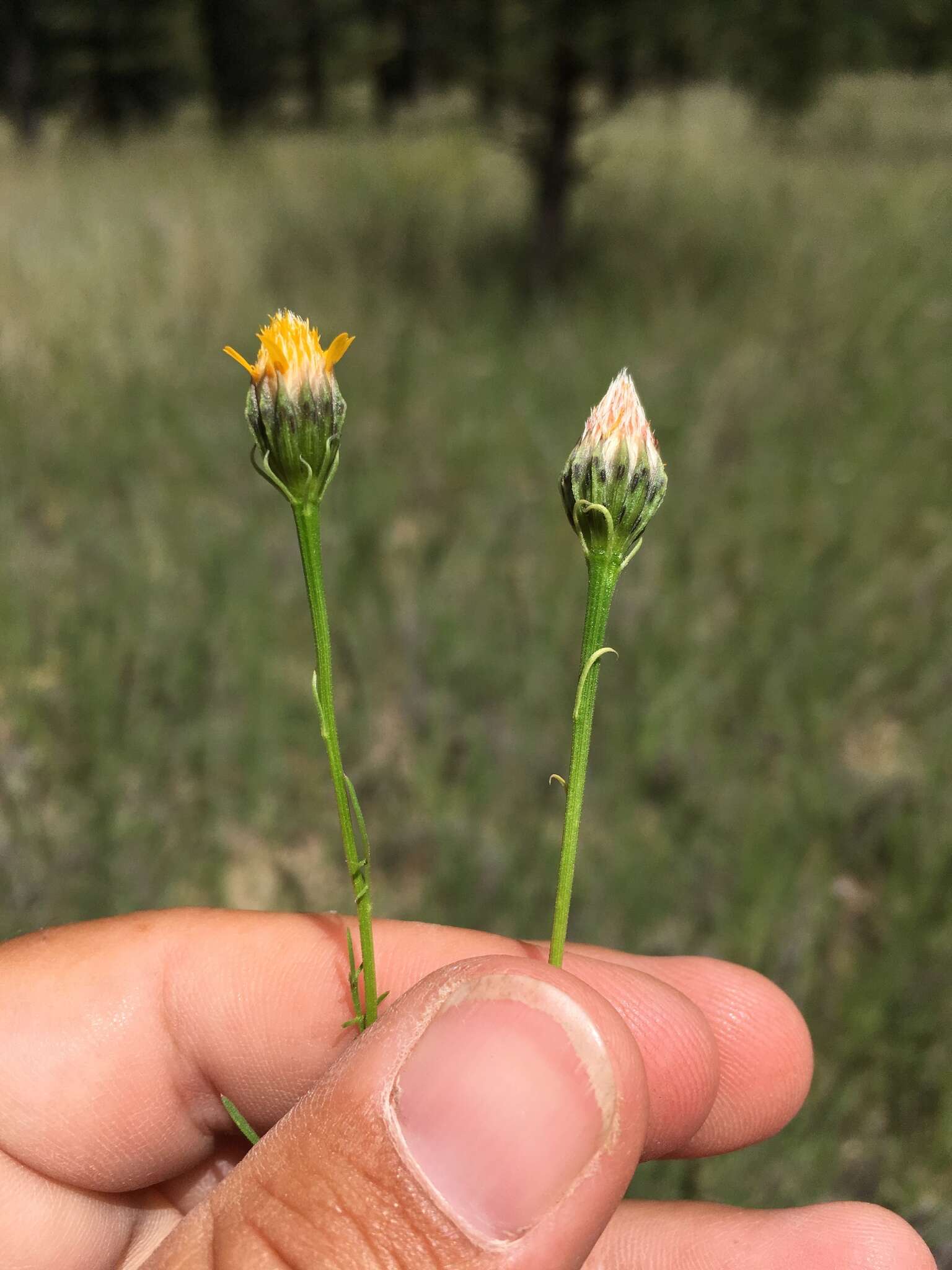 Image of Wright's dogweed