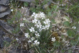 Image of arctic catchfly