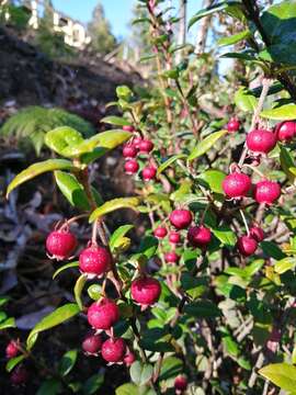 Image of Chilean guava