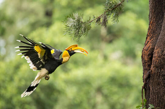 Image of Great Indian Hornbill