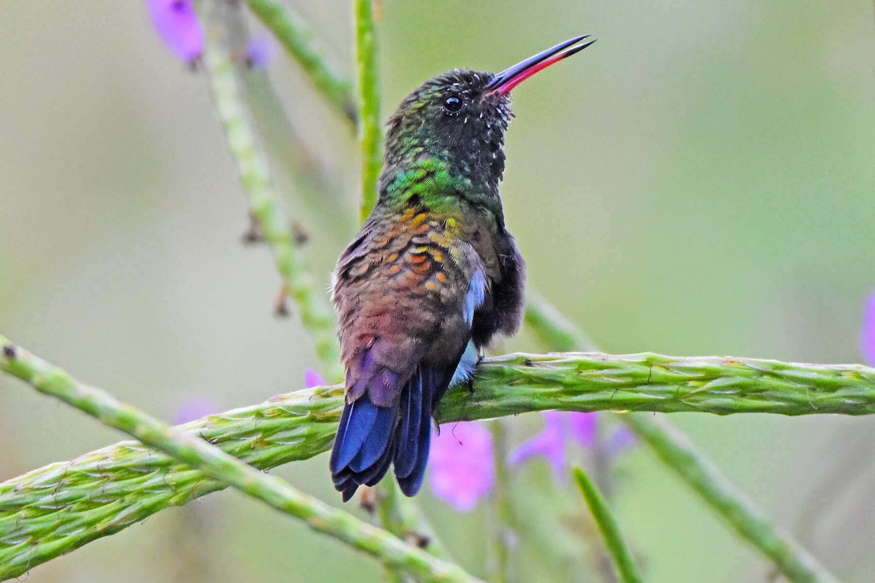 Image of Copper-rumped Hummingbird