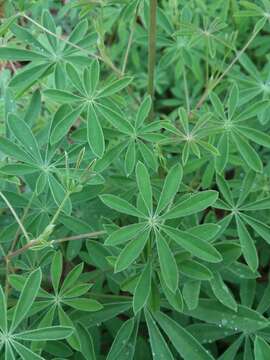 Image of sundial lupine