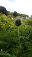 Echinops exaltatus Schrad.的圖片