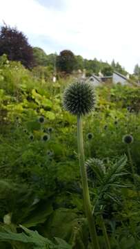 Image of tall globethistle