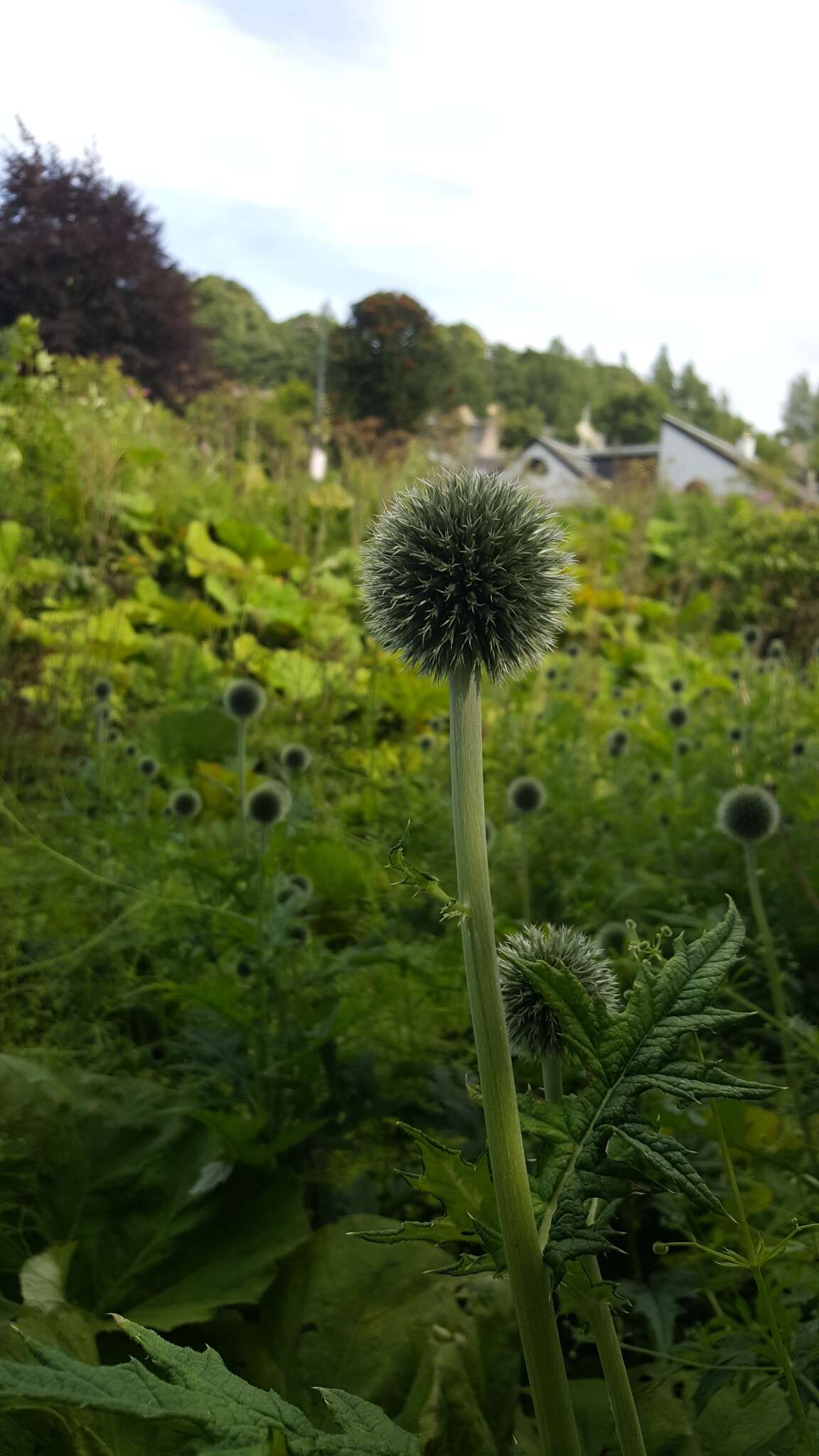 Echinops exaltatus Schrad.的圖片