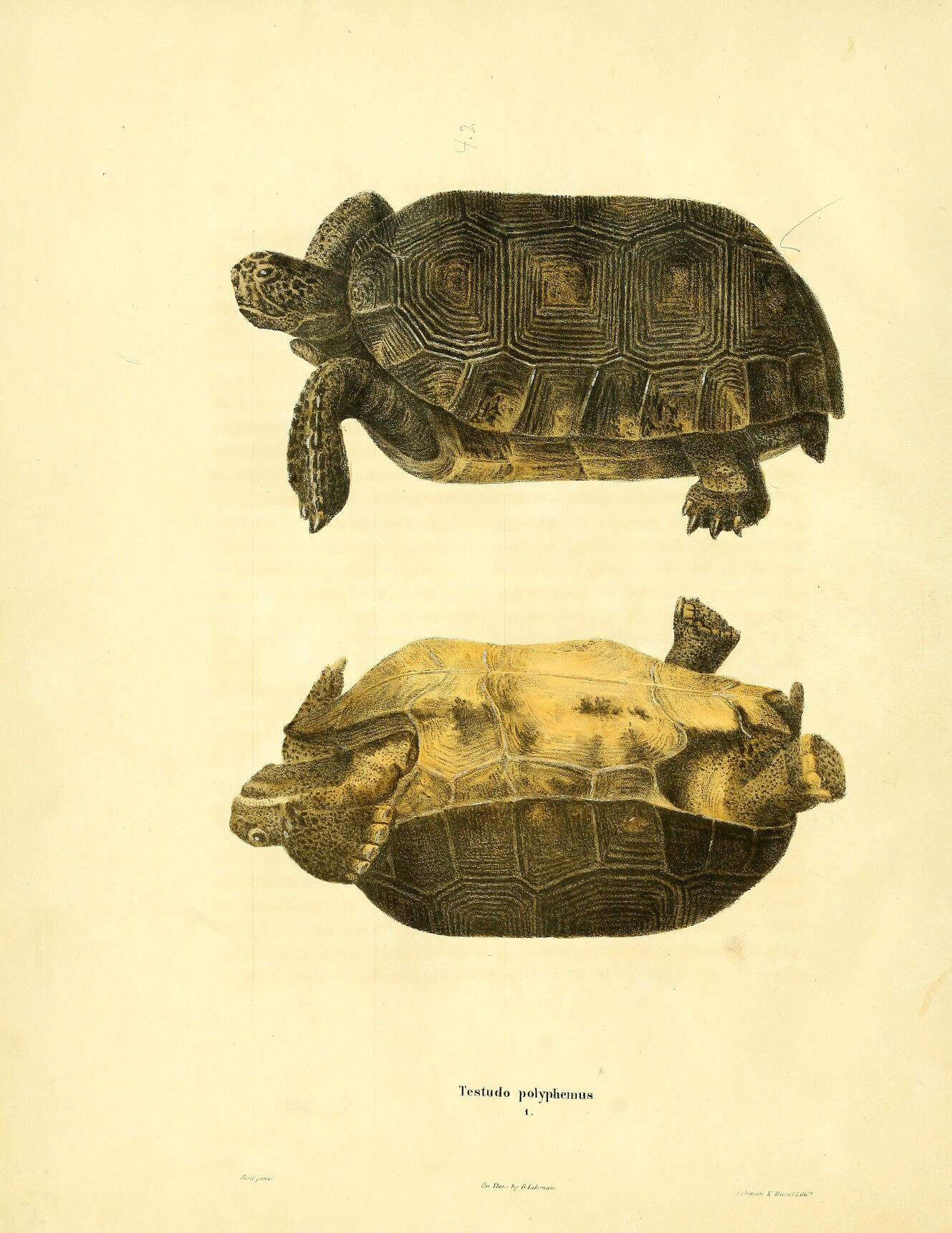 Слика од Gopherus polyphemus (Daudin 1802)