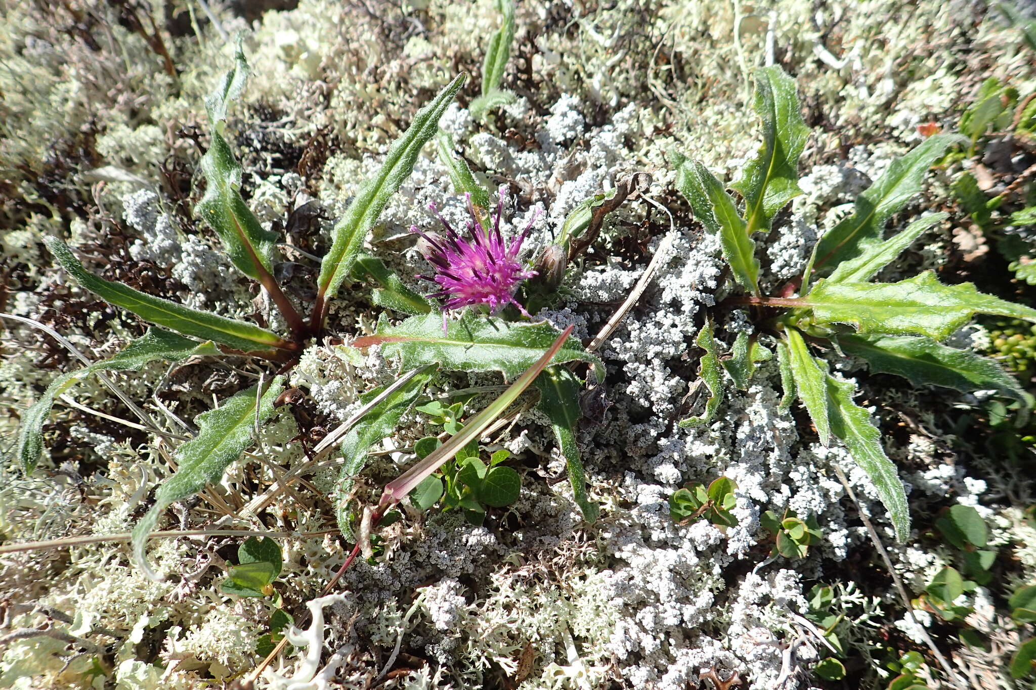 Image de Saussurea kamtschatica V. Yu. Barkalov