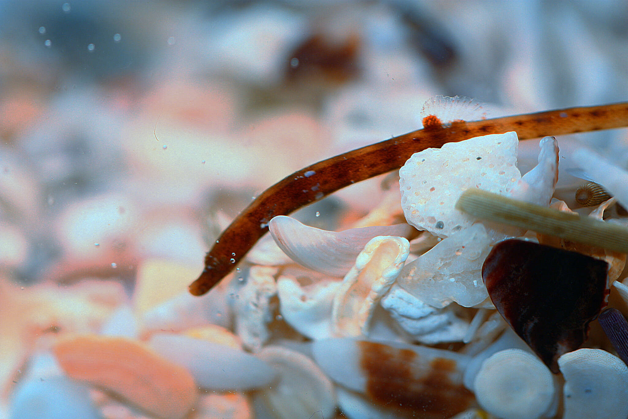 Image of Prophet&#39;s pipefish