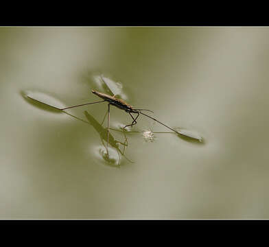 Image of Common pond skater