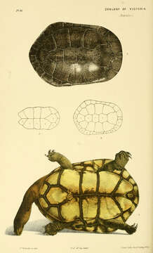 Sivun Chelodina longicollis (Shaw 1794) kuva