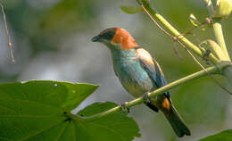 Image of Black-backed Tanager